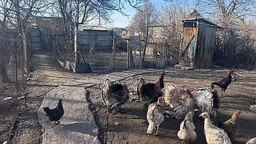 Гаражи: 12 соток, Для сельского хозяйства, Тех паспорт — 8