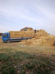 продажа щенков немецкой овчарки с документами в бишкеке: Саман туктор плотный чоон чоон метровый таза аппак. с доставкой выше — 1