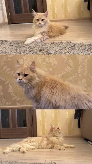 купить померанского шпица: Мейн-кун, 8 месяцев, Девочка, С прививками, Приучена к лотку, Проглистована — 1