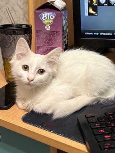 Собаки: 2 месяца, Девочка, Белый, Приучена к лотку, Проглистована — 1