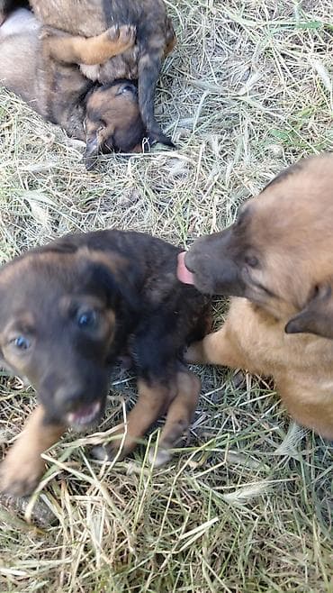 шорты для мальчиков: Собака даром: Дворняжка, 1 месяц, Самец — 9