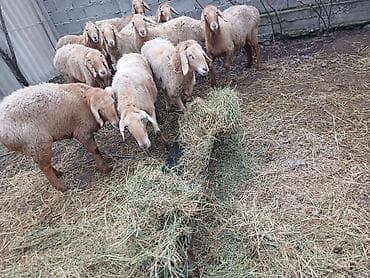 охотничный собака: Продаю | Овца (самка) | Для разведения | Матка — 1