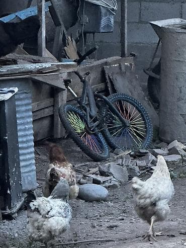 лоток для инкубатор: Продаю | Куры, Петух — 5