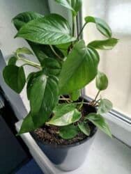 растения для аквариума: Комнатные растения цветущие и декоративные распродажа. находимся в — 19