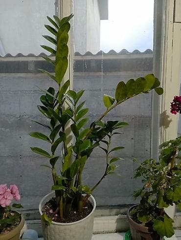 Замиокулькас (ZZ-plant), комнатное декоративно-лиственное растение в at lalafo.kg Замиокулькас (ZZ-plant), комнатное декоративно-лиственное растение в