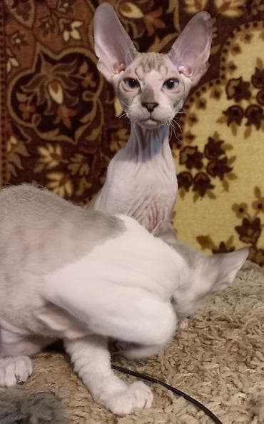 котёнк: Голубоглазые 3-х месячные котята донских сфинксов мальчик и девочка — 1