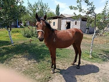 Продаю | Кобыла (самка)