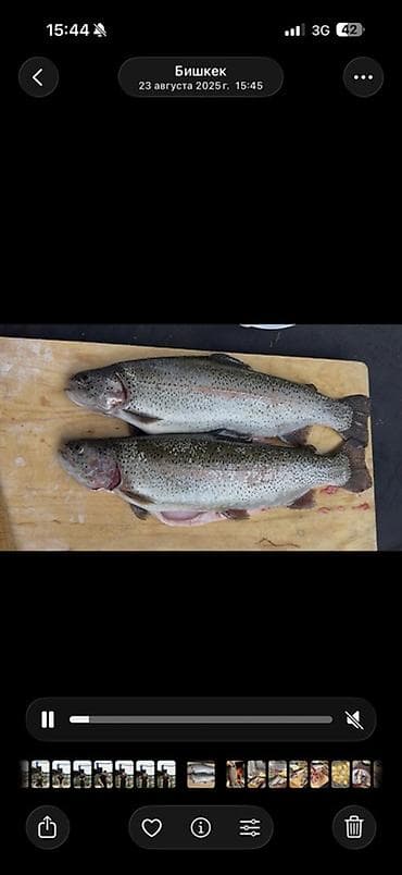 мебел шкаф бу: Форель радужная, потрошёная, свежая и замороженная доставка от 5кг - — 3