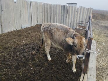 животные в добрые руки: Продаю | Музоо, торпок | Швицкая | Для разведения — 3