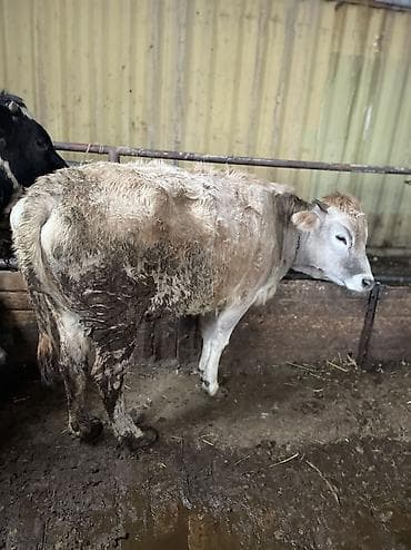 животные карова: Продаю | Музоо, торпок, Тёлка, Корова (самка) — 2