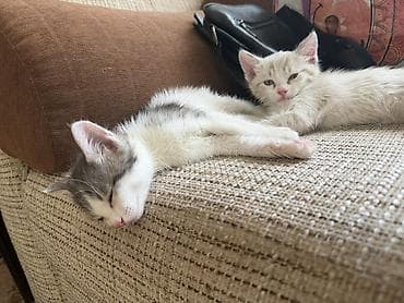 кошки сфинксы: Отдам котят в добрые руки ❤️ Котята домашние, окрас на выбор: - — 3