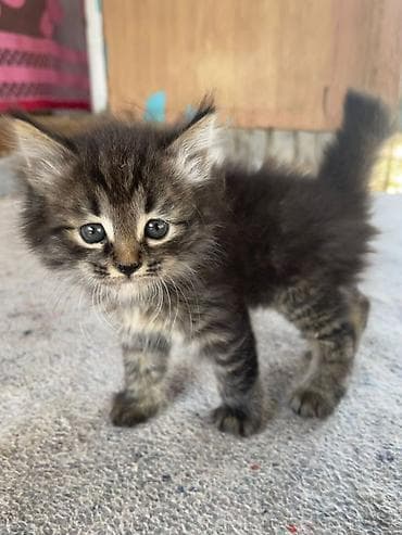 Мышыктар: Котята, домашние, ручные. - Описание: двое очаровательных малышей с — 2
