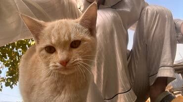 во сколько месяцев стерилизовать кошку: Беспородная, 4 месяца, Девочка, Рыжий, Приучена к лотку — 4