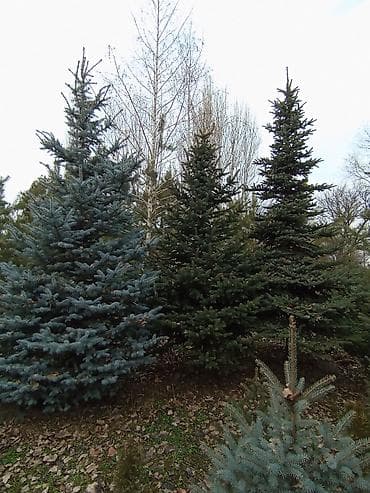 лист 3мм: Продаются ели голубые, зелёные, вечнозелёные самшиты, туи, сосны — 1