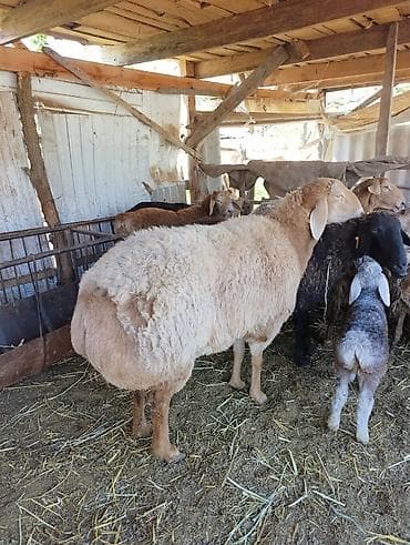 сена туки: Продаю | Овца (самка) | Эдильбаевская | Для разведения | Матка — 1