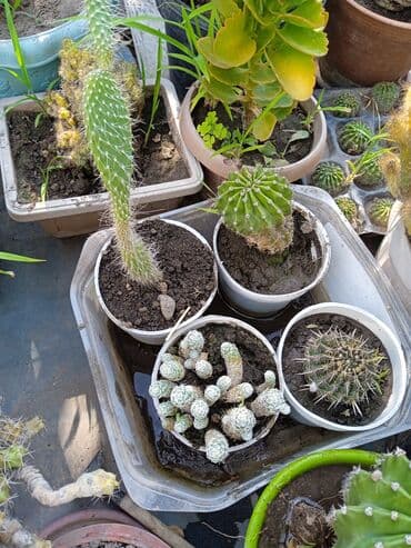 мантышницы бишкек: Продам кактусы — 4