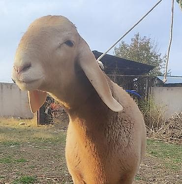 обмен на дакан: Продаю | Баран (самец) — 10