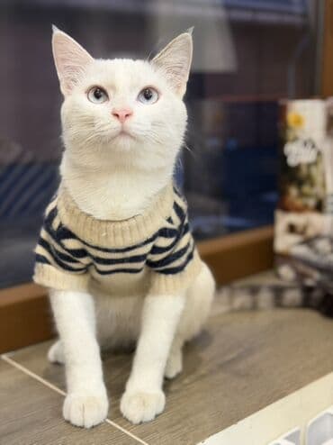 морковь на корм: В добрые руки котенок, мальчикмесяца 4 на вид, ласковый, приучен к — 5