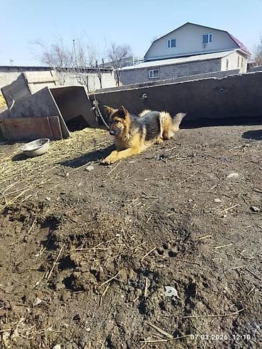 собака охотничий: Немецкая овчарка, 9 месяцев, Самка, С прививкой — 5