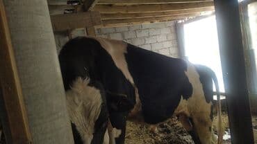 шабашные расценки на строительные работы рядом просп жибек жолу бишкек: Экскаватор | Водопровод — 4