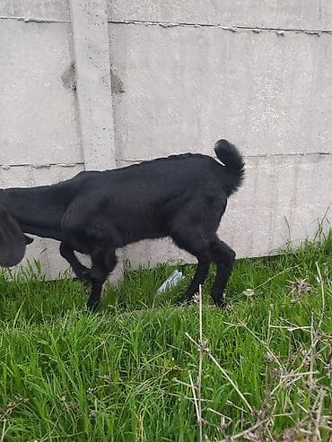 индийский бегунок купить: Продаю | Козлёнок | Нубийская | Для разведения — 7