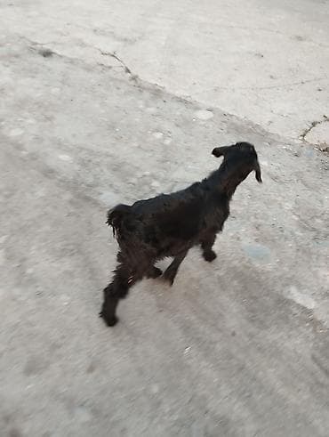 сибо ину: Продаю | Козлёнок | Полукровка | Для разведения | Племенные — 6