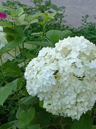 девичий виноград: Саженцы декоративных кустарников и лиан для сада - Гортензия — 1