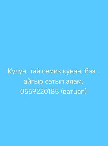 купить лошать: Покупка лошадей и жеребят. Ищу к приобретению: кулунов (жеребят) — 1