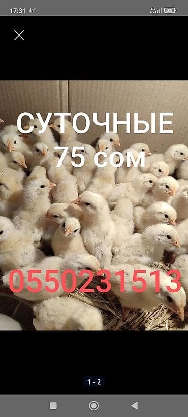Продаю | Цыплята | Леггорн | Для разведения — 1