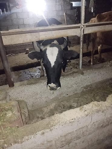 сухое молоко для животных: Продаю | Корова (самка) | Для молока | Привязанные — 1