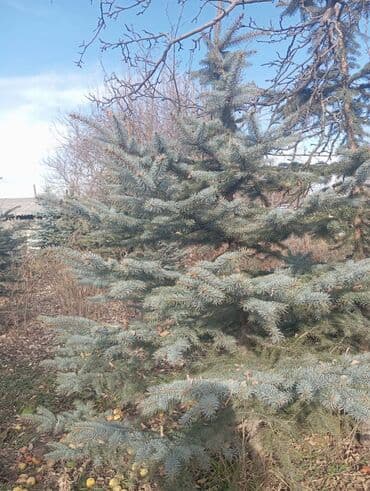 шкаф бу бишкек: Саженцы деревьев: Ели — 2