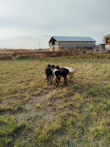 щенки охотничьих собак: Сатам | Кочкор (эркек) | Союуга — 1