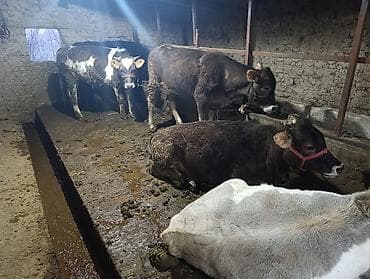 племенные телки: Продаю | Тёлка | На откорм | Привязанные — 3