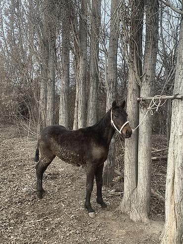 швейцарская кошка: Продаю | Конь (самец), Жеребенок | Для разведения — 3
