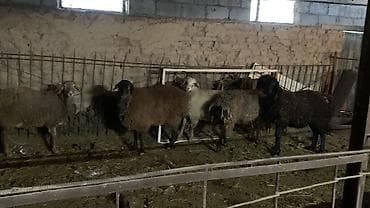 овцы токмак: Продаю | Овца (самка), Баран (самец) | Для разведения — 2