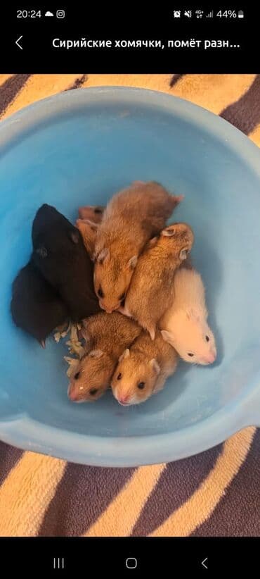 белый хомяк: Продаю клетки для хомячков от 500 до 1200 сом. хомячков по 200 сом — 8