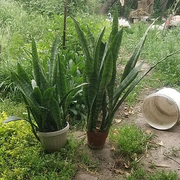 геран: Пеларгония (герань) в горшках + пеперомия вариегатная (Peperomia — 6