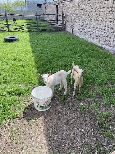 кой акур: Продаю | Козлёнок | Для разведения | Племенные — 5