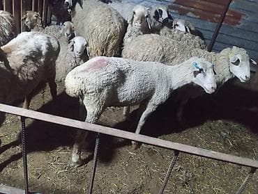 дом для животных: Продаю | Баран (самец) | На забой — 1