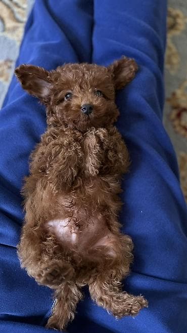 щенки маламут: Пудель, 3 месяца, Самец, С прививкой — 2