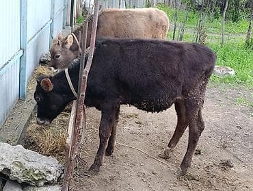 хаски цена: Продаю | Тёлка, Музоо, торпок | Для разведения — 9