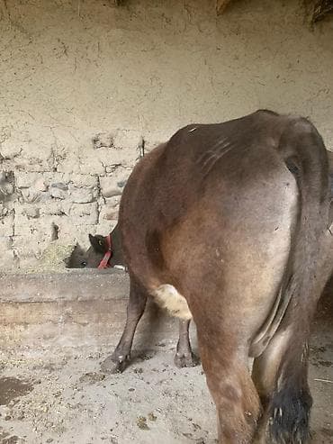 Продаю | Корова (самка) | Для молока | Привязанные