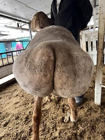 тай чика: Продаю | Баран (самец) | Для разведения | Племенные — 3