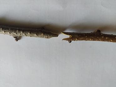 Бакча инвентары: Башка бакча инвентары, Өзү алып кетүү — 6