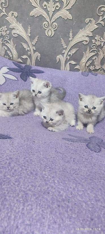 лиса купить: Скотиш Страйт (Шотландская прямоухая), 2 месяца, Девочка, Серебристая шиншилла, Приучена к лотку — 4