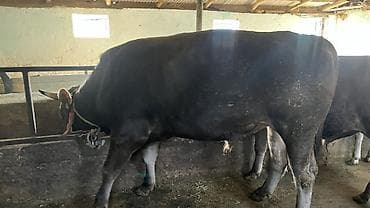 гуси линда: Продаю | Бык (самец) | Для разведения | Осеменитель — 3