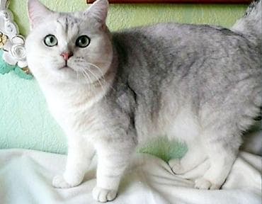 Вязка кошек: Вязка: Скотиш Страйт (Шотландская прямоухая), Мальчик, 2 года, С прививками, Серебристая шиншилла — 2