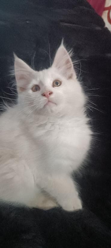 бишкек кошка: Мейнкуны ♥️♥️♥️ Продаётся Чистокровный, Эксклюзивный котик Мейн-Кун🥰 — 4