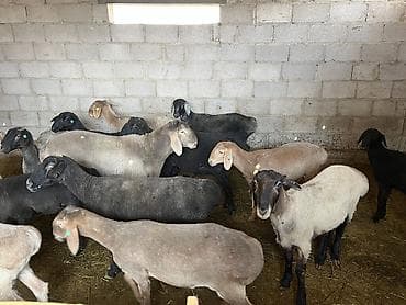 самоед цена: Продаю | Овца (самка), Ягненок, Баран (самец) | Для разведения | Кастрированные, Матка — 3