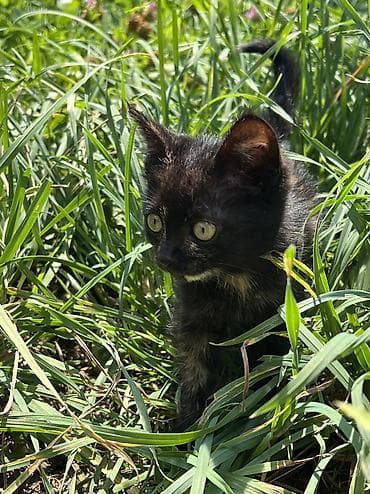 усыпление животных бишкек: Отдам котёнка в хорошие руки. 🐾 Котёнок черепахового окраса. Девочка — 8